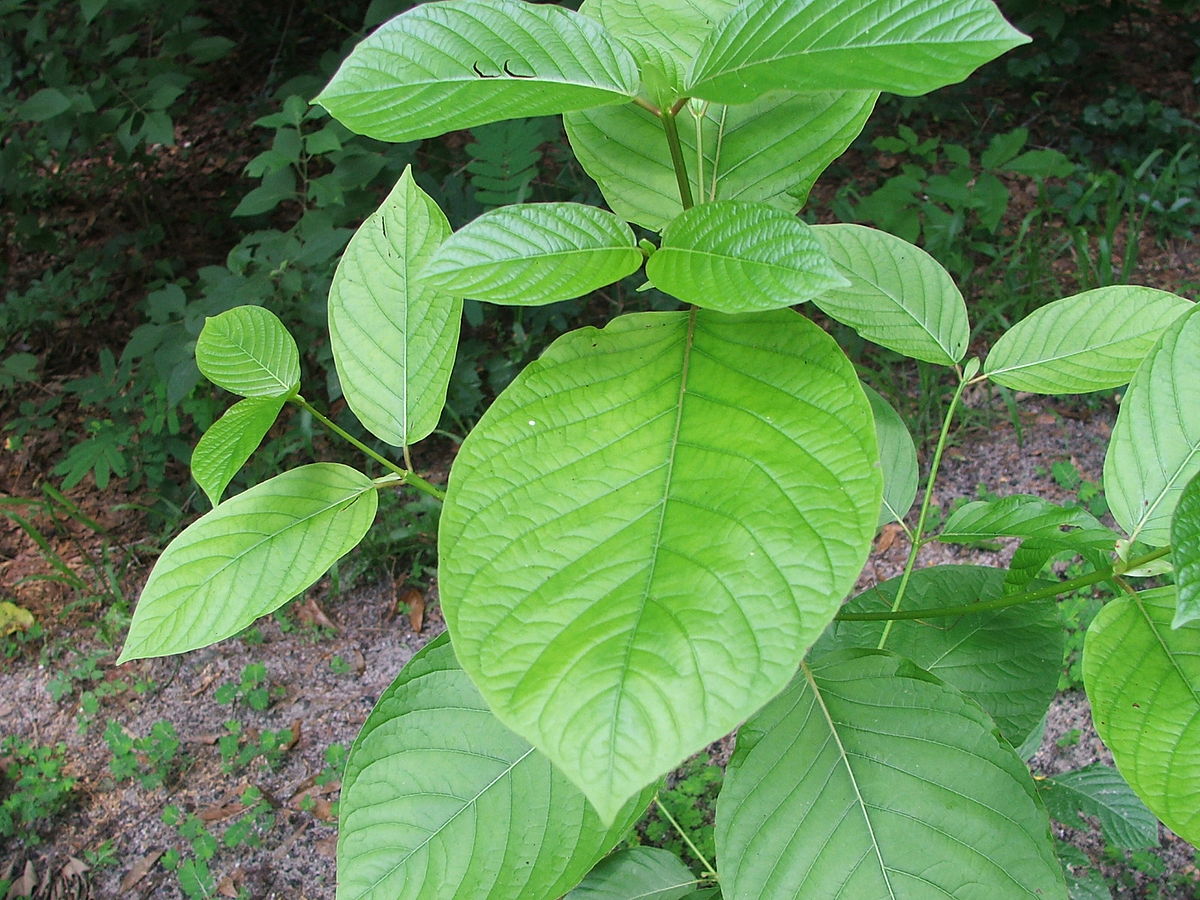 Kratom Products