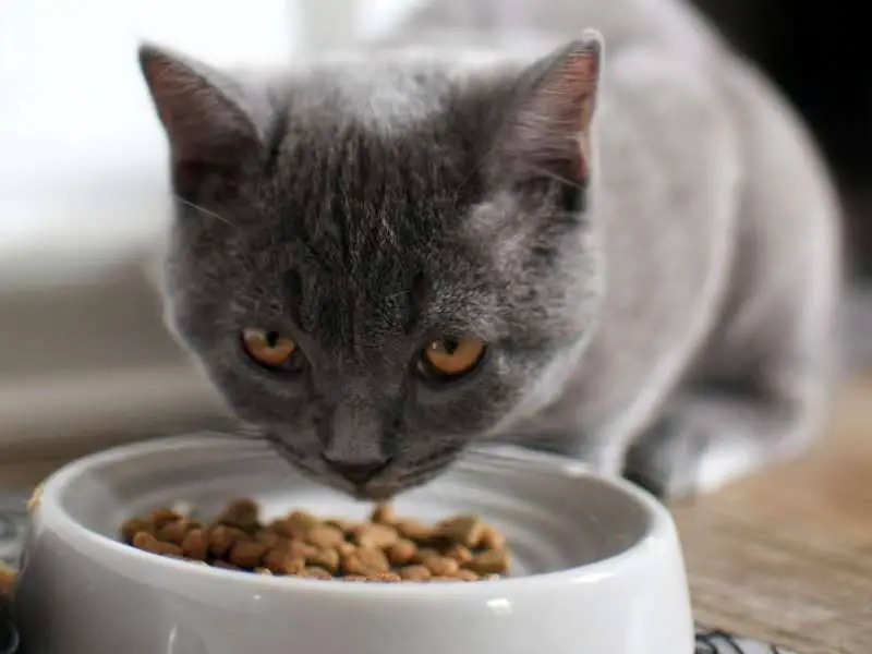 best sensitive stomach cat food
